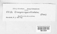 Uromyces appendiculatus image